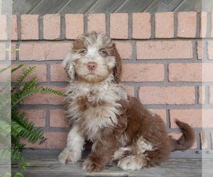 Labradoodle Puppy for sale in MILLERSBURG, OH, USA