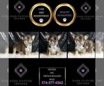 Small Photo #99 French Bulldog Puppy For Sale in WARSAW, IN, USA