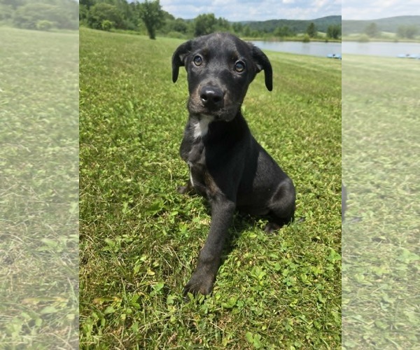 Medium Photo #6 Labrador Retriever-Unknown Mix Puppy For Sale in SHERBURNE, NY, USA