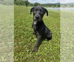 Small #5 Labrador Retriever Mix