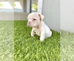 Small Photo #49 French Bulldog Puppy For Sale in CARY, NC, USA