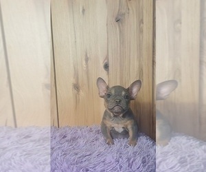 French Bulldog Puppy for sale in INDIANAPOLIS, IN, USA