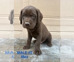 Puppy Male 2 Max Goldendoodle-Labrador Retriever Mix