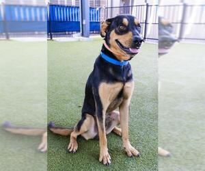 Rottweiler-Unknown Mix Dogs for adoption in Waco, TX, USA