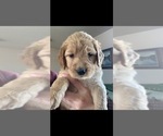 Small Photo #22 Goldendoodle Puppy For Sale in RATHDRUM, ID, USA