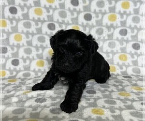 YorkiePoo-YorkiePoo Mix Puppy for sale in MURFREESBORO, TN, USA