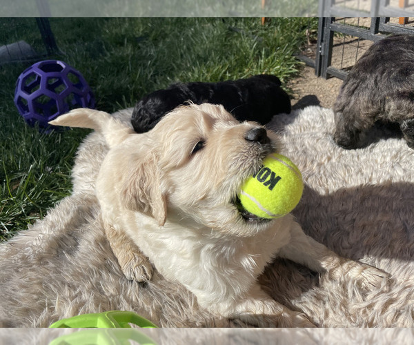 Full screen Photo #6 Goldendoodle Puppy For Sale in LODI, CA, USA