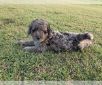 Small #8 Aussiedoodle