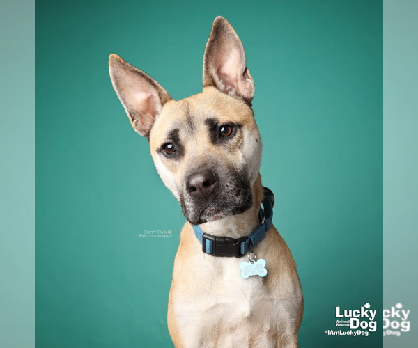 Medium Photo #3 Mutt Puppy For Sale in Washington, DC, USA