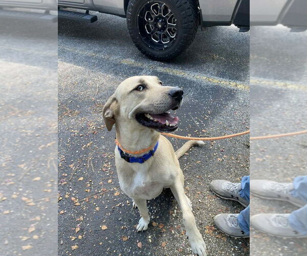Medium Photo #2 Anatolian Shepherd-Unknown Mix Puppy For Sale in Abbeville, LA, USA