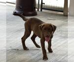 Small #3 Labrador Retriever Mix