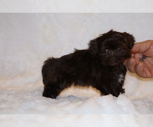 Medium Photo #1 ShihPoo Puppy For Sale in DYERSBURG, TN, USA