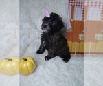 Small Photo #11 Poodle (Miniature) Puppy For Sale in INDIANAPOLIS, IN, USA