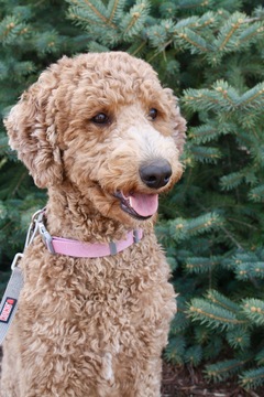Medium Photo #1 Poodle (Standard) Puppy For Sale in WINDSOR, CO, USA