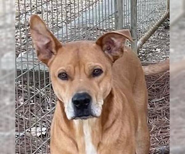 Medium Photo #1 Shepradors Puppy For Sale in Yardley, PA, USA