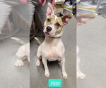 Small #1 American Pit Bull Terrier