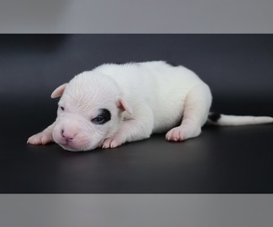 American Bully Puppy for sale in CHAMPAIGN, IL, USA
