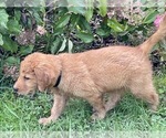 Small Photo #33 Golden Retriever Puppy For Sale in WOODSTOCK, CT, USA