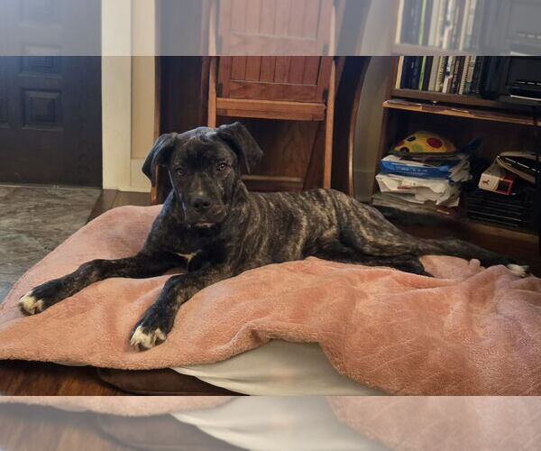 Medium Photo #5 Mastiff-Unknown Mix Puppy For Sale in Germantown, OH, USA
