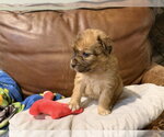 Small #2 Collie Mix