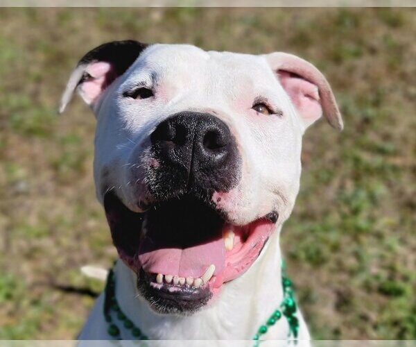 Medium Photo #1 Bulloxer Puppy For Sale in Anniston, AL, USA