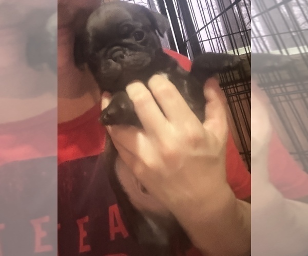 Medium Photo #43 Pug Puppy For Sale in BLOOMINGTON, IL, USA