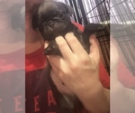 Small Photo #43 Pug Puppy For Sale in BLOOMINGTON, IL, USA