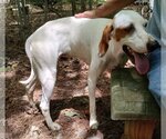Small Photo #5 Pointer Puppy For Sale in York, SC, USA