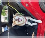 Small #4 Siberian Husky