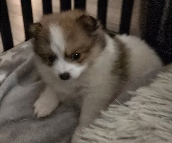 Medium Photo #3 Pomeranian Puppy For Sale in MENIFEE, CA, USA