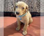 Small #2 Mutt