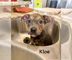 Small #5 Jack Russell Terrier-Staffordshire Bull Terrier Mix