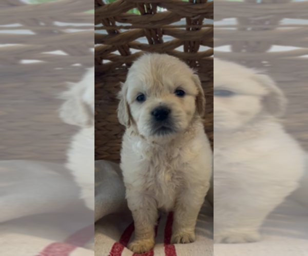 Medium Photo #9 Golden Retriever Puppy For Sale in MERCED, CA, USA