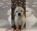 Small #8 Golden Retriever
