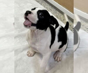 American Boston Bull Terrier Dogs for adoption in Mechanicsburg, PA, USA