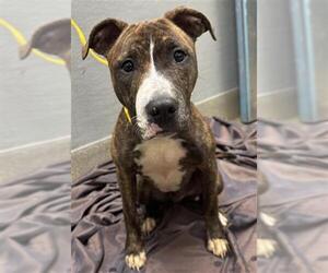 Mutt Dog for Adoption in Las Vegas, Nevada USA