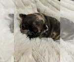 Puppy Puppy 4 French Bulldog