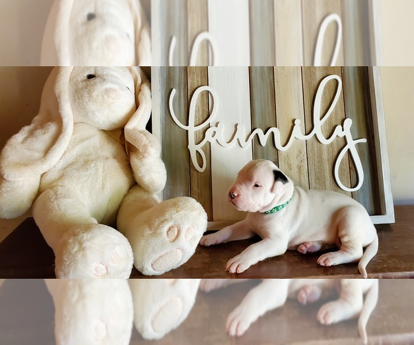 Medium Photo #1 Dogo Argentino Puppy For Sale in BELGRADE, ME, USA