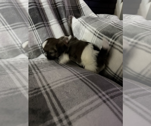 Medium Photo #4 Shih Tzu Puppy For Sale in GLENDALE HEIGHTS, IL, USA