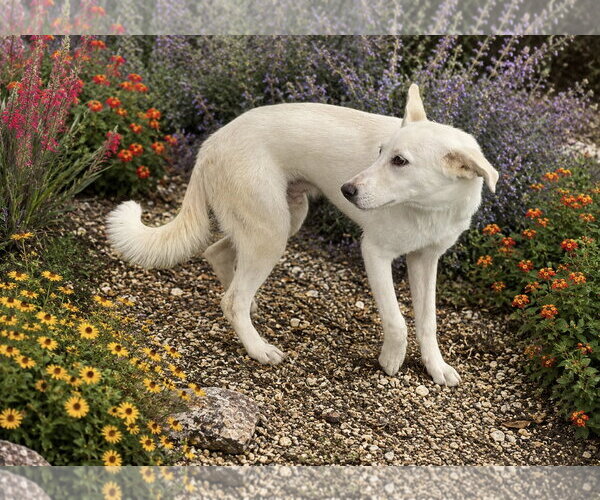 Medium Photo #2 Mutt Puppy For Sale in PIPE CREEK, TX, USA