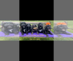 Aussiedoodle-Doodle Mix Puppy for sale in CHESTERFIELD, MI, USA