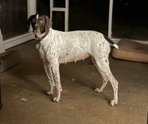 Mother of the German Shorthaired Pointer puppies born on 09/26/2025