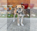 Small #9 Mutt
