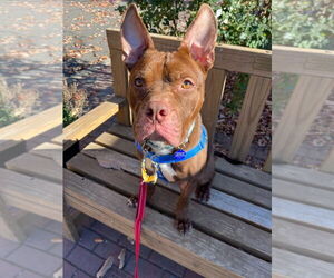 American Staffordshire Terrier-Unknown Mix Dogs for adoption in Sayreville, NJ, NJ, USA