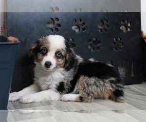 Aussie-Poo-Aussiedoodle Miniature Mix Puppy for sale in MARIETTA, GA, USA