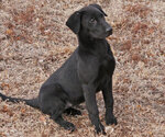 Small Photo #6 Labrador Retriever Puppy For Sale in TEKAMAH, NE, USA
