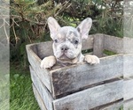 Small #3 French Bulldog