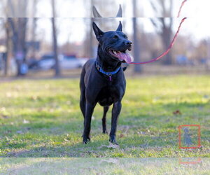 Dante - Male American Pit Bull Terrier-German Shepherd Dog Mix Dog for Adoption - Photo #8