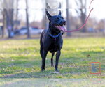 Small Photo #8 American Pit Bull Terrier-German Shepherd Dog Mix Puppy For Sale in Munford, TN, USA