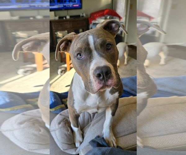Medium Photo #1 American Pit Bull Terrier-Unknown Mix Puppy For Sale in Germantown, OH, USA